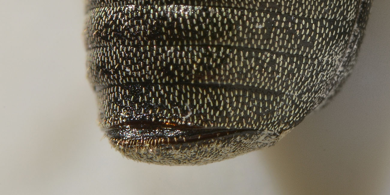 Hoplia brunnipes anche lei?   S !